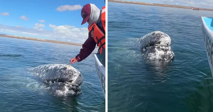 A Wholesome Video Of A Whale Approaching Sea Captain For A Favor