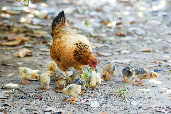 Thank You, Science: The Eternal Question, “What Came First, The Chicken Or The Egg?” Is Finally Answered