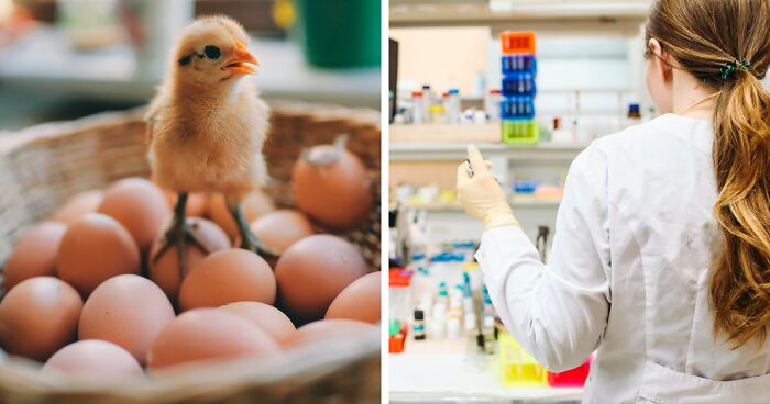 Scientists Have Finally Answered The Age-Old Question, “What Came First: The Chicken Or The Egg?”