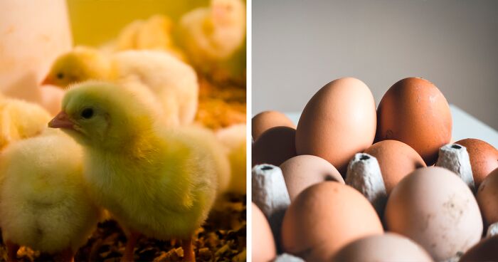 Scientists Say They’ve Finally Figured Out Whether The Chicken Or The Egg Came First