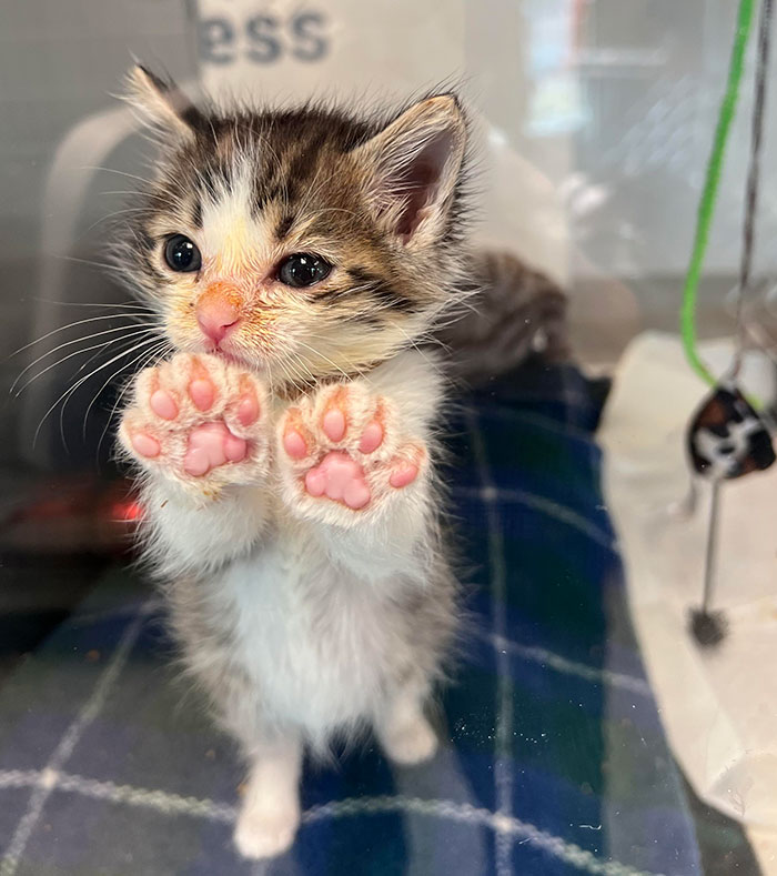 One Of The Kittens In Our Neonate Center At Work Decided To Show Off The Beans