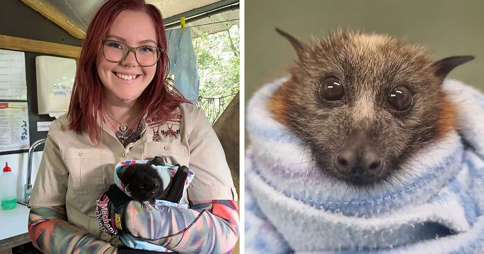 This Wildlife Vet Nurse Rescues And Cares For Baby Bats