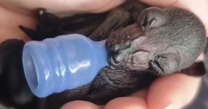 Meet Rhi Batty, A Wildlife Vet Nurse Who Gives Baby Bats A Second Chance At Life