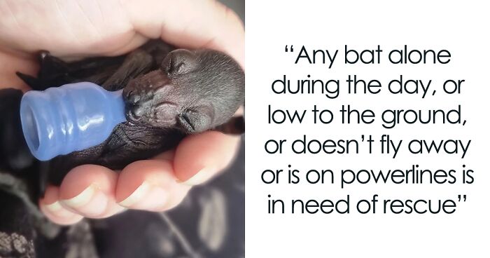 This Wildlife Vet Nurse Rescues And Rehabilitates Orphaned Baby Bats