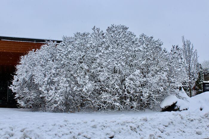 Snow Covered Bush