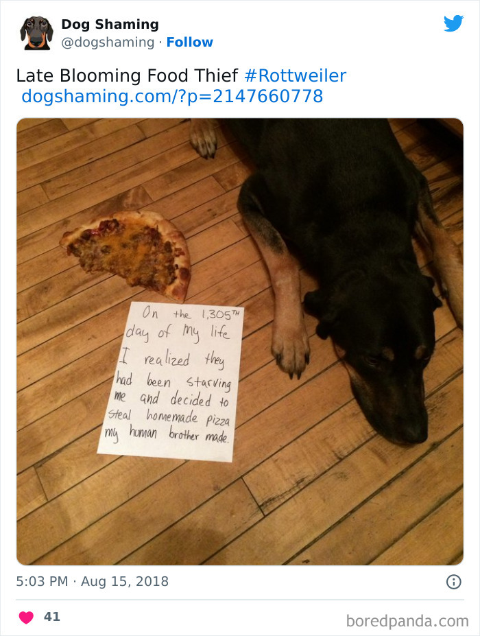 Funny-Dog-Shaming-Pics