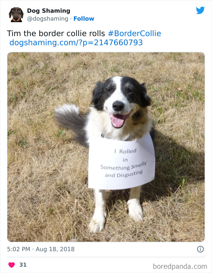 Funny-Dog-Shaming-Pics