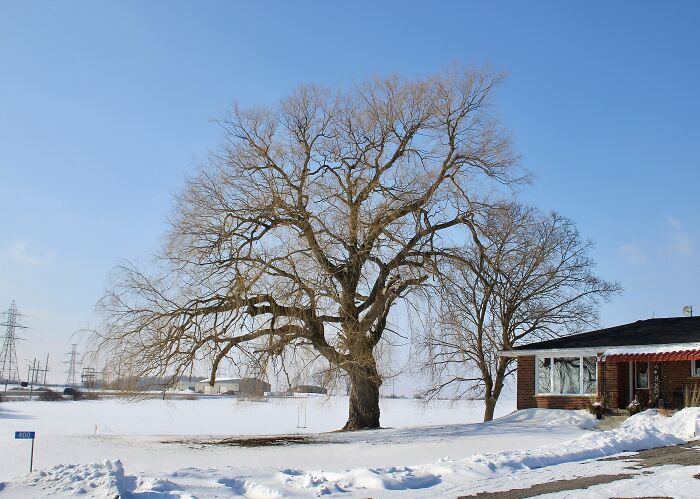 A Weeping Willow Near Brantford