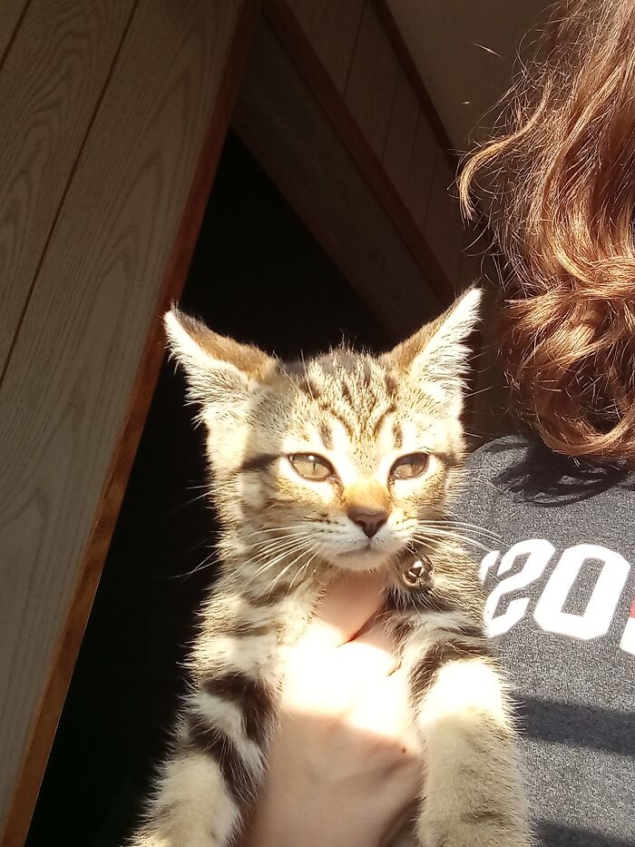 Today's A Day That I Hate My Chest So Here's A Photo Of My 8 Week Old Kitten Instead! (His Name Is Mighty An We've Had Him For 4 Days) Instead! Ignore How Frizzy My Hair Is Rn I Have Curly Hair And The Kitty Loves It So Now It's Wavy!