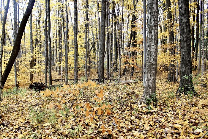 In A Little Forest In Kitchener