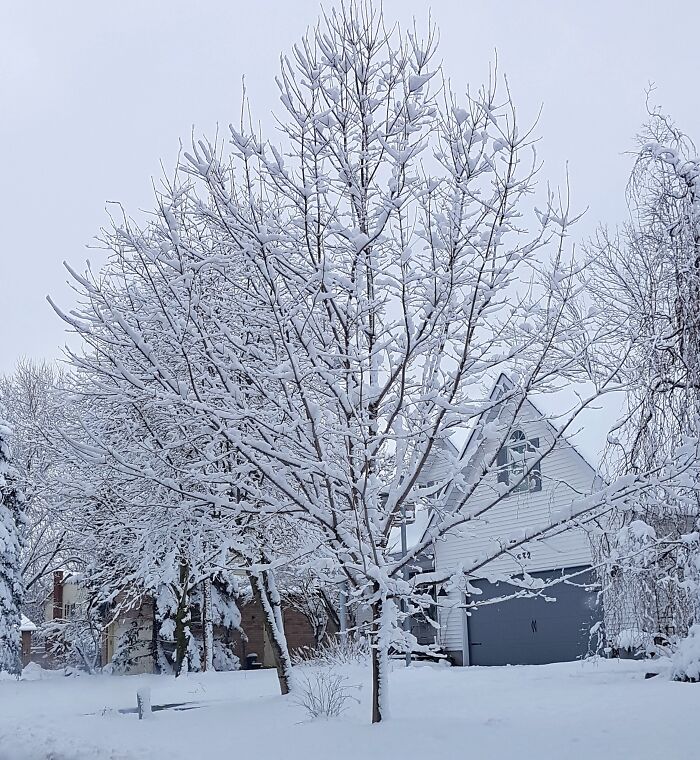 Beautiful Trees After A Snow Storm