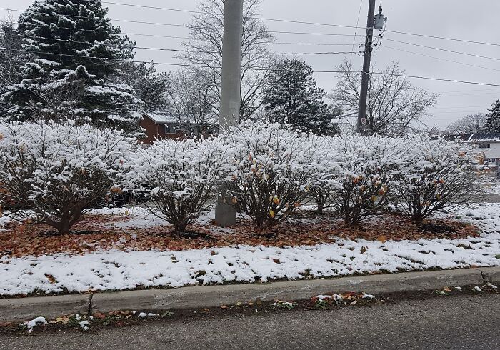 Snow Covered Bushes