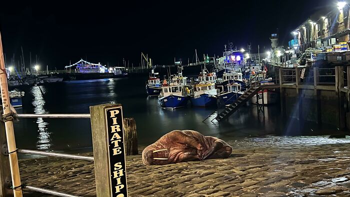 Casually Saw A Walrus At Scarborough Harbour Last Night Taking A Nap