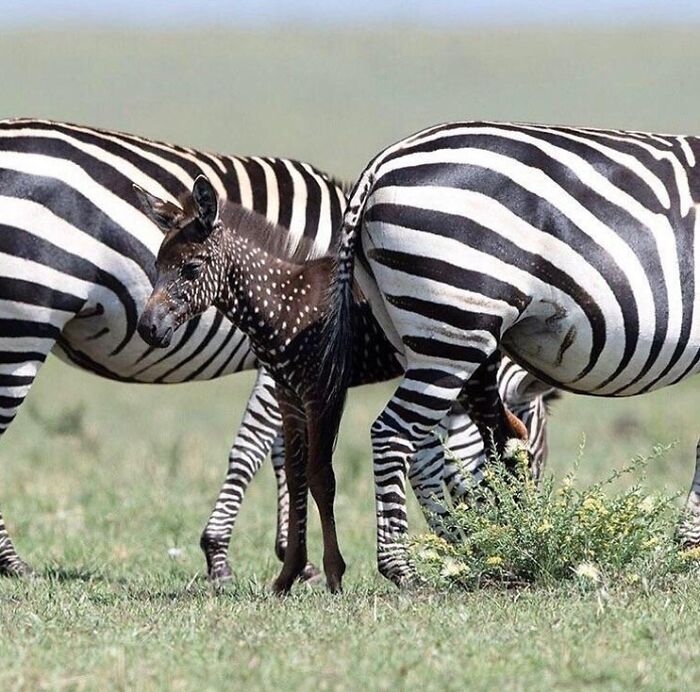 🔥 This Rare Zebra Foal Was Born With Spots Instead Of Stripes 🔥