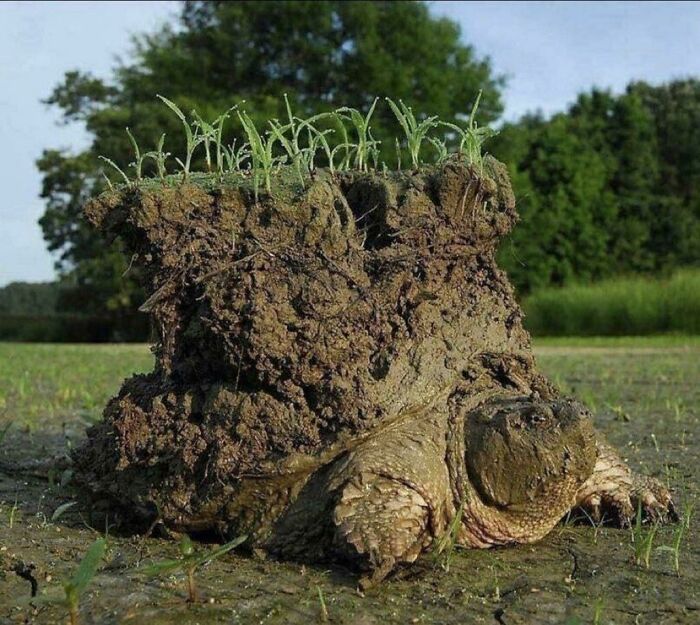 🔥a Turtle Reawakening From Hibernation Carrying A Mini World On Its Back