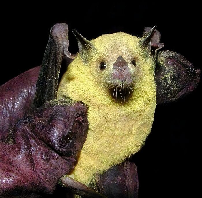 🔥hero Without A Cape. Pollinator Bat Completely Covered In Pollen
