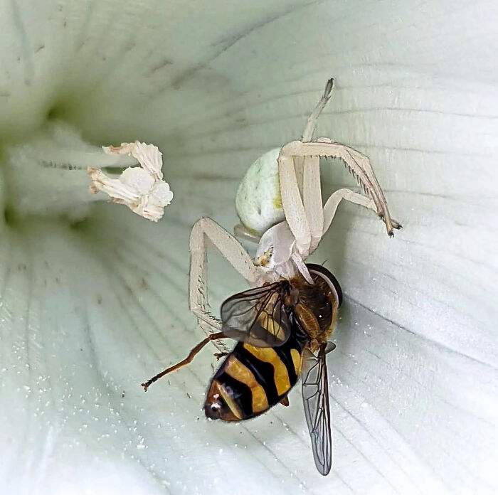 🔥a Spider Disguised In A Flower Attacking A Fly That Is Masquerading As A Wasp