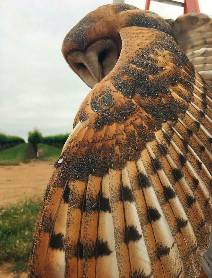 🔥 Feathers On Display By A Barn Owl