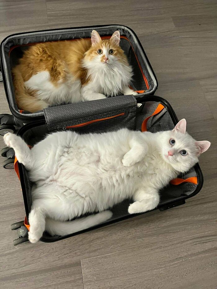 Is The Suitcase Too Small
