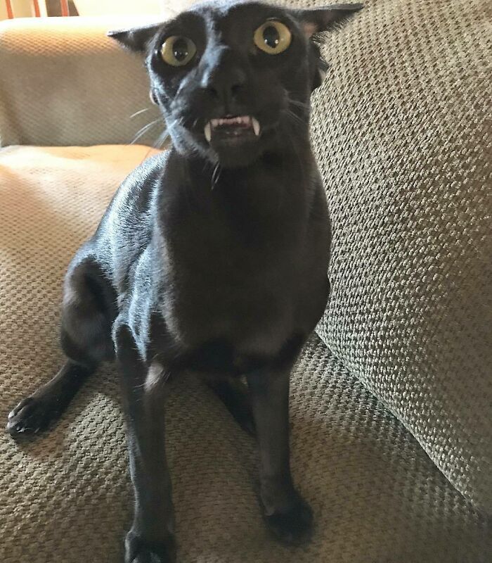 It's Friday The 13th And Dexter The Oriental Shorthair Seems To Have Seen A Ghost