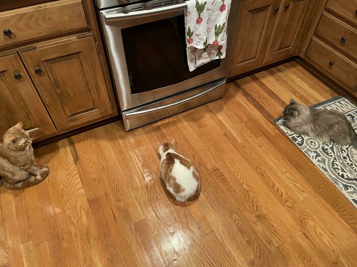 Our Three Dedicated Hunters Watch Over The Kitchen At Night