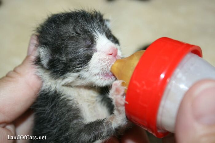 5 Tiny Rescued Kittens Are Adopted And Have The Happiest Life Ever