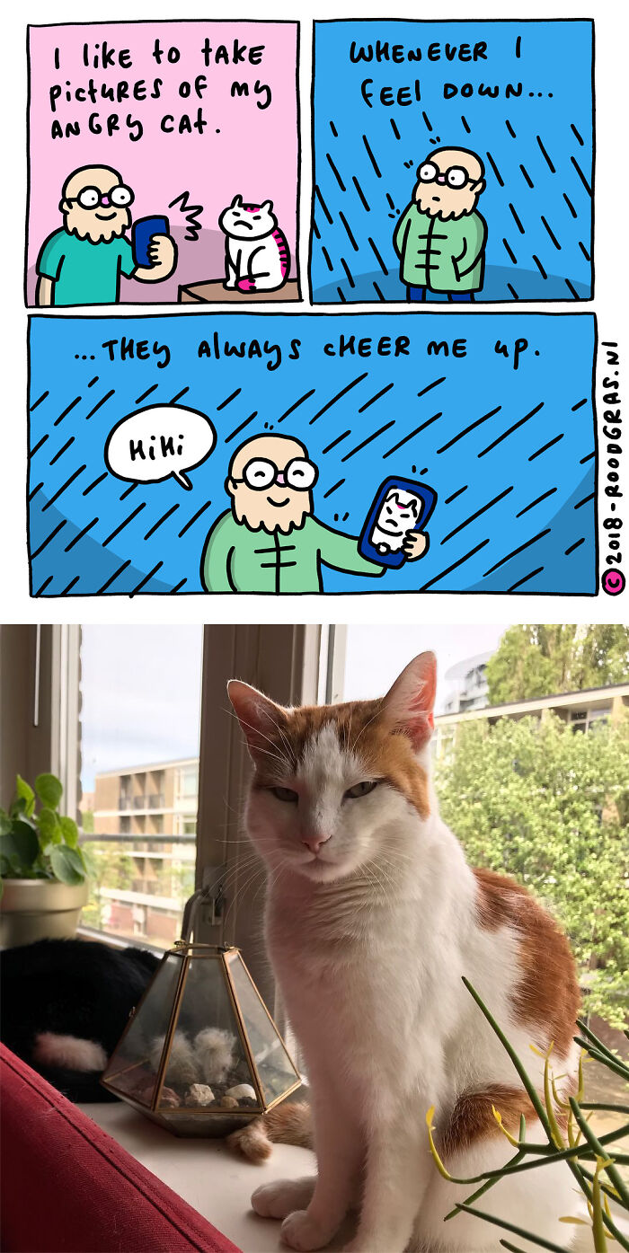 cute cartoon cat meme