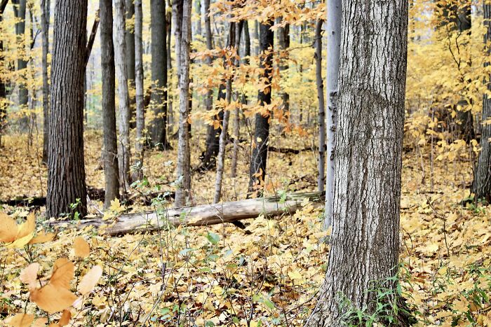 There Is A Small Forest Located In Kitchener