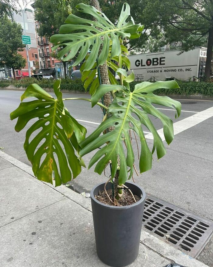 Woah! Mega Monstera Corner Of Houston And Thompson