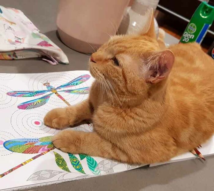 After I Stopped Him From Chewing On Pencils, He Decided He’d Had Enough Of It And Laid Down On Top Of My Book And Pencils