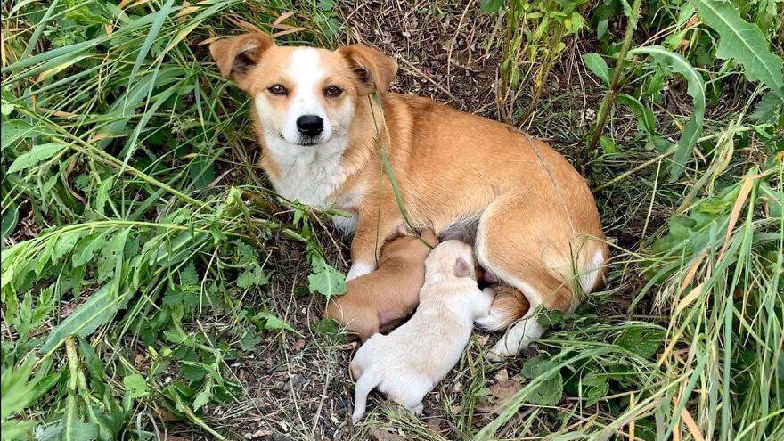 Dog Mom Abandoned With Puppies Still Waited For Her Owner Days After Being Left