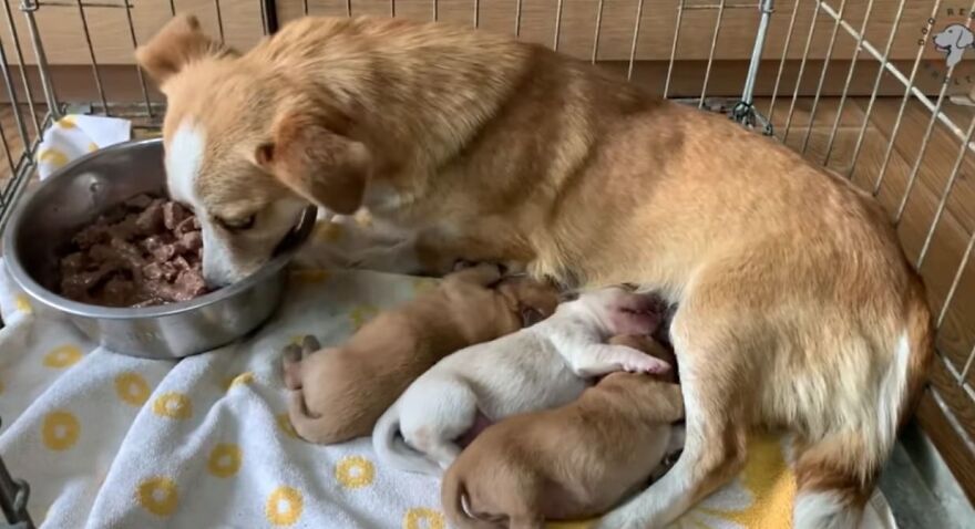 Dog Mom Abandoned With Puppies Still Waited For Her Owner Days After Being Left