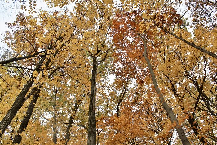 In A Little Forest In Kitchener