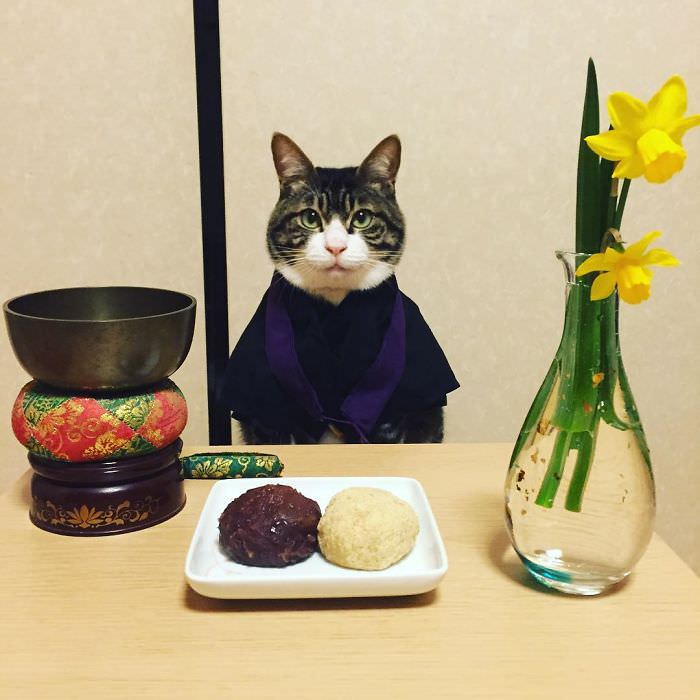 Cosplaying Cat Chef Dines With His Mom Every Night In Different Outfit (30 Pics)