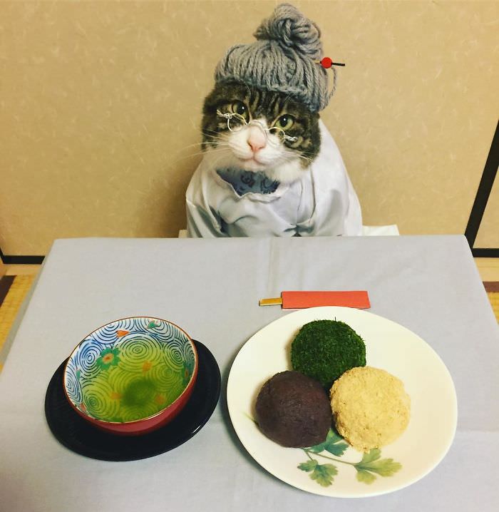 Cosplaying Cat Chef Dines With His Mom Every Night In Different Outfit (30 Pics)