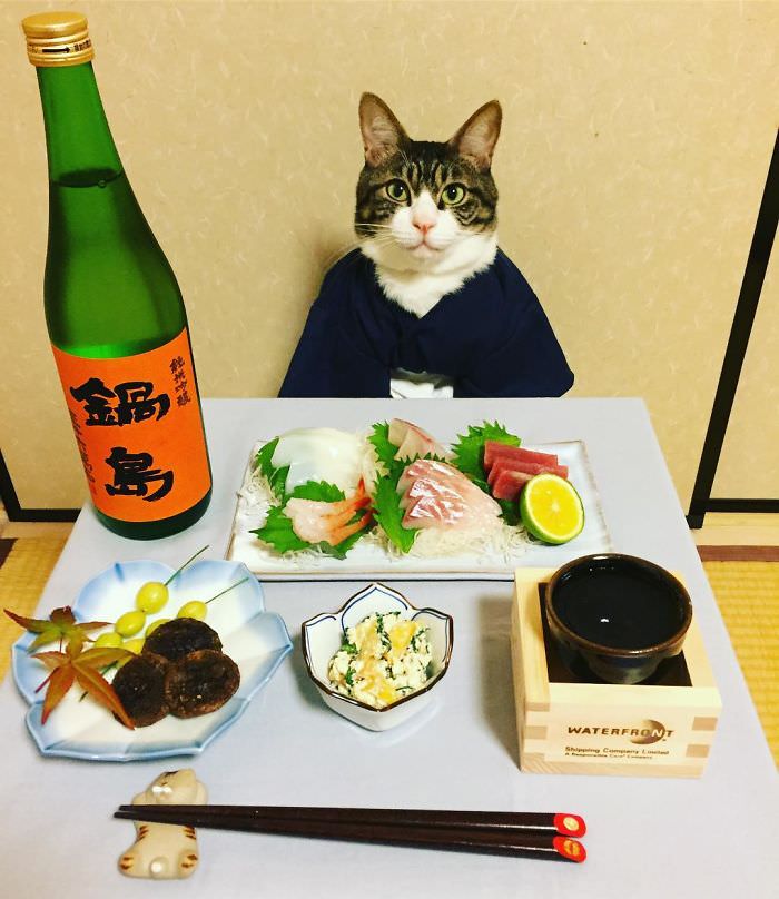 Cosplaying Cat Chef Dines With His Mom Every Night In Different Outfit (30 Pics)