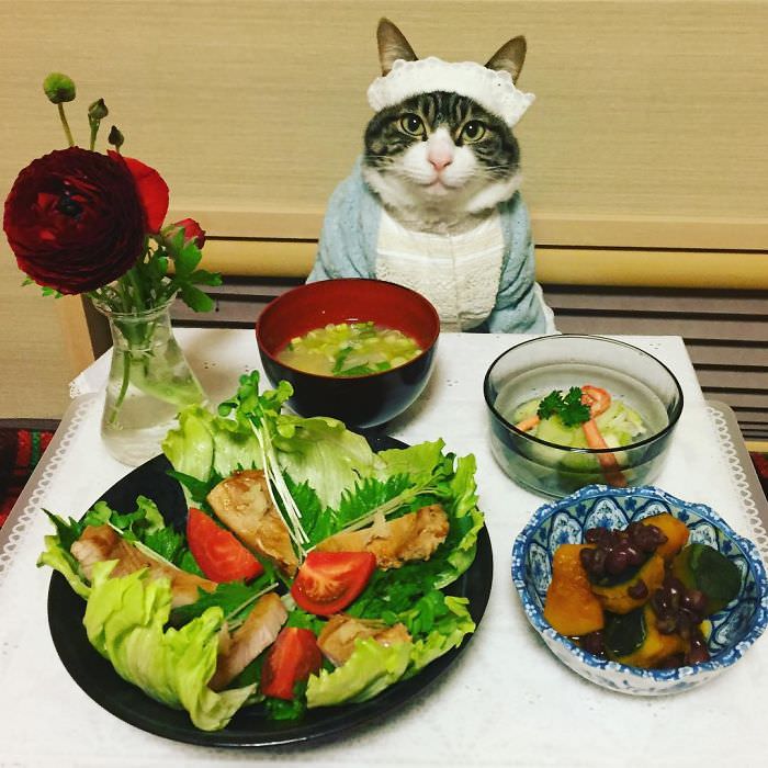 Cosplaying Cat Chef Dines With His Mom Every Night In Different Outfit (30 Pics)