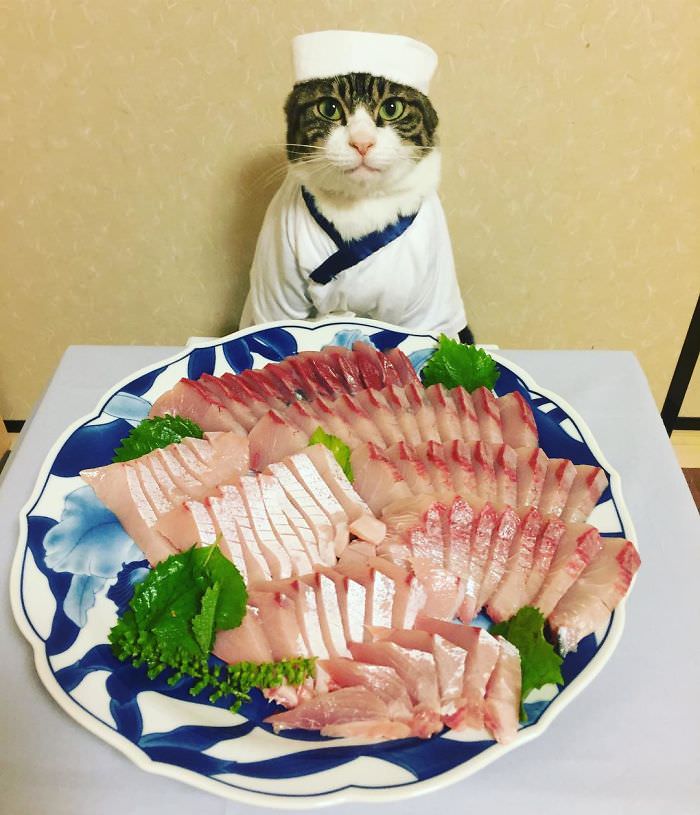 Cosplaying Cat Chef Dines With His Mom Every Night In Different Outfit (30 Pics)