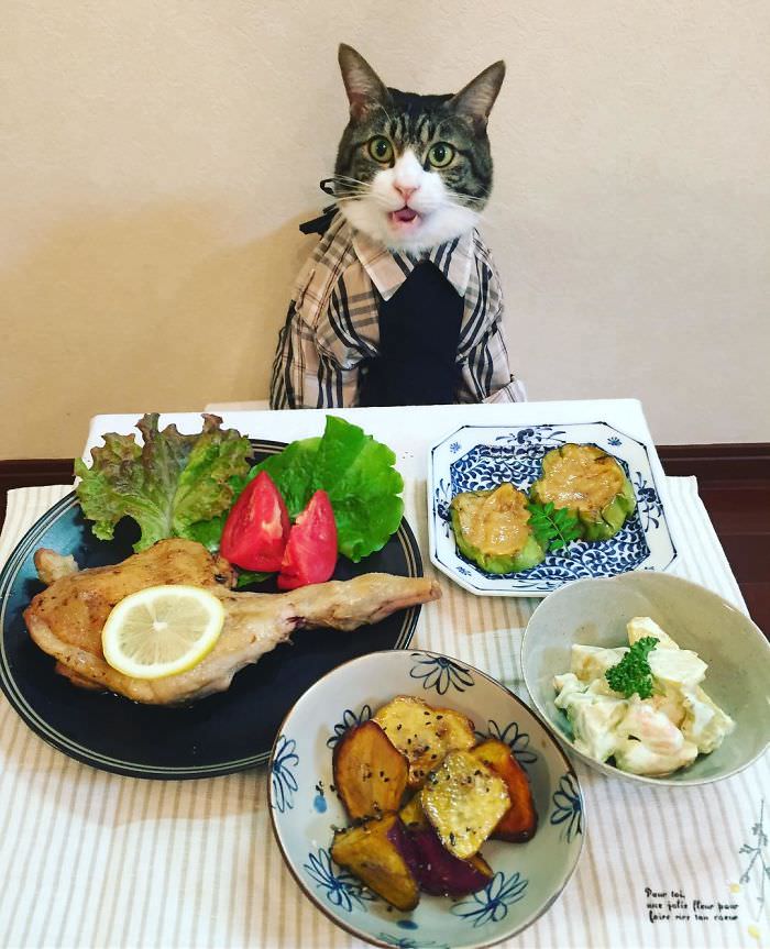 Cosplaying Cat Chef Dines With His Mom Every Night In Different Outfit (30 Pics)