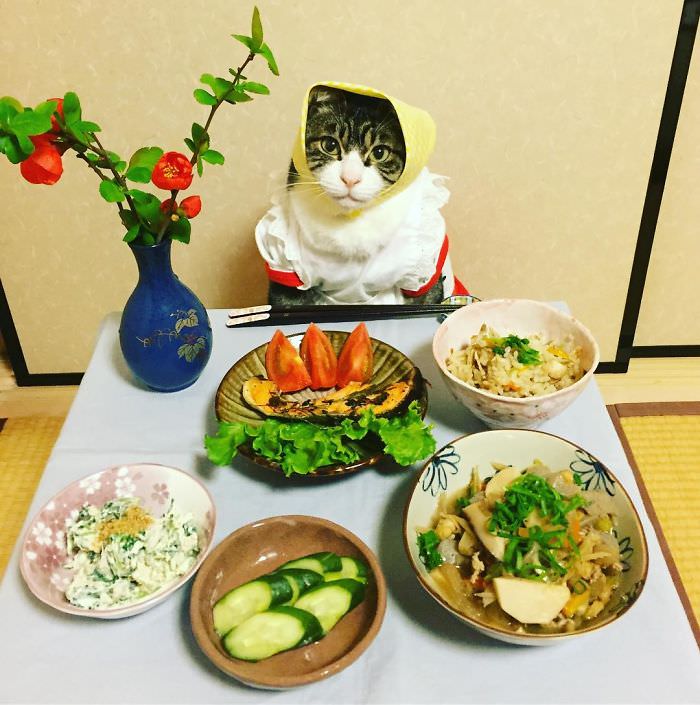 Cosplaying Cat Chef Dines With His Mom Every Night In Different Outfit (30 Pics)