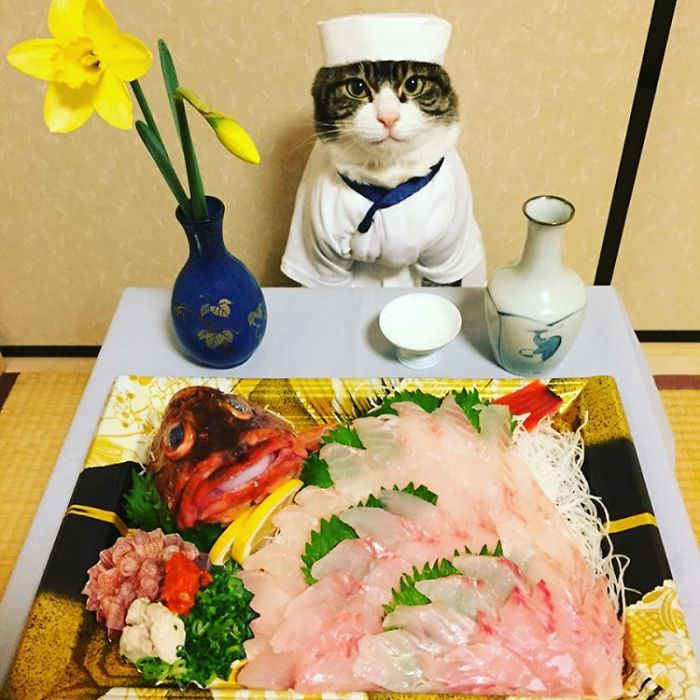 Cosplaying Cat Chef Dines With His Mom Every Night In Different Outfit (30 Pics)