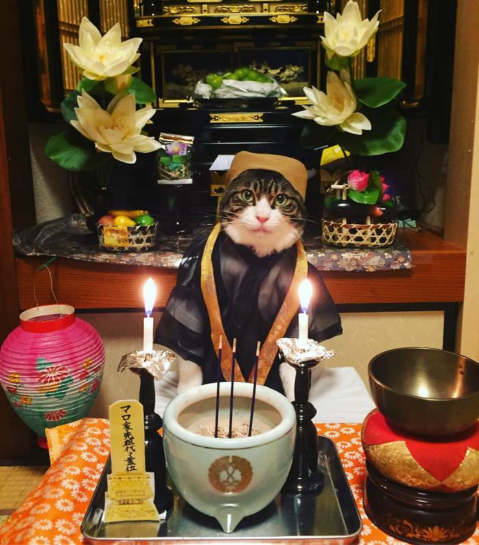 Cosplaying Cat Chef Dines With His Mom Every Night In Different Outfit (30 Pics)