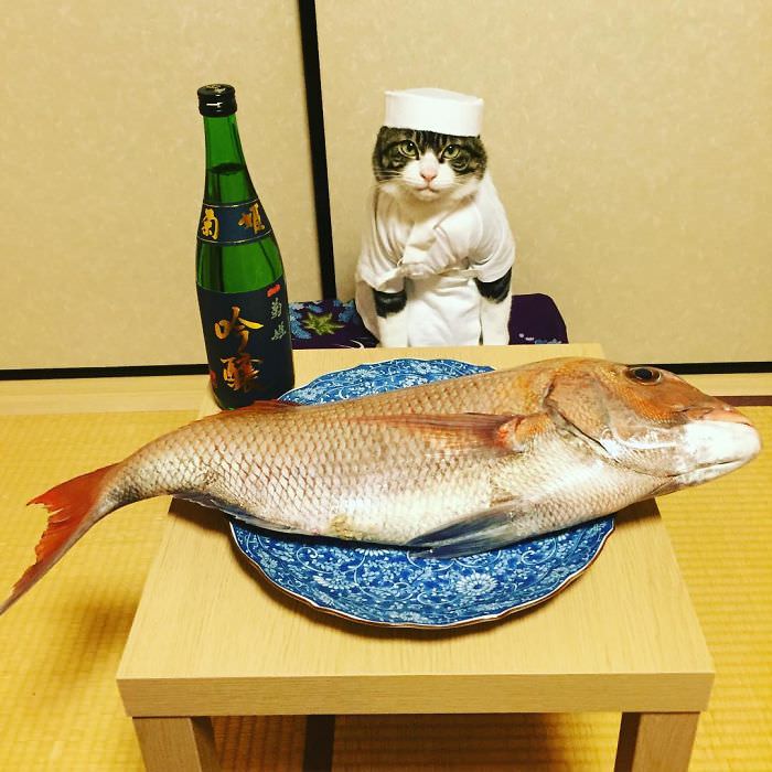 Cosplaying Cat Chef Dines With His Mom Every Night In Different Outfit (30 Pics)