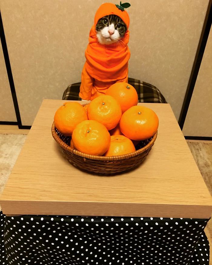 Cosplaying Cat Chef Dines With His Mom Every Night In Different Outfit (30 Pics)