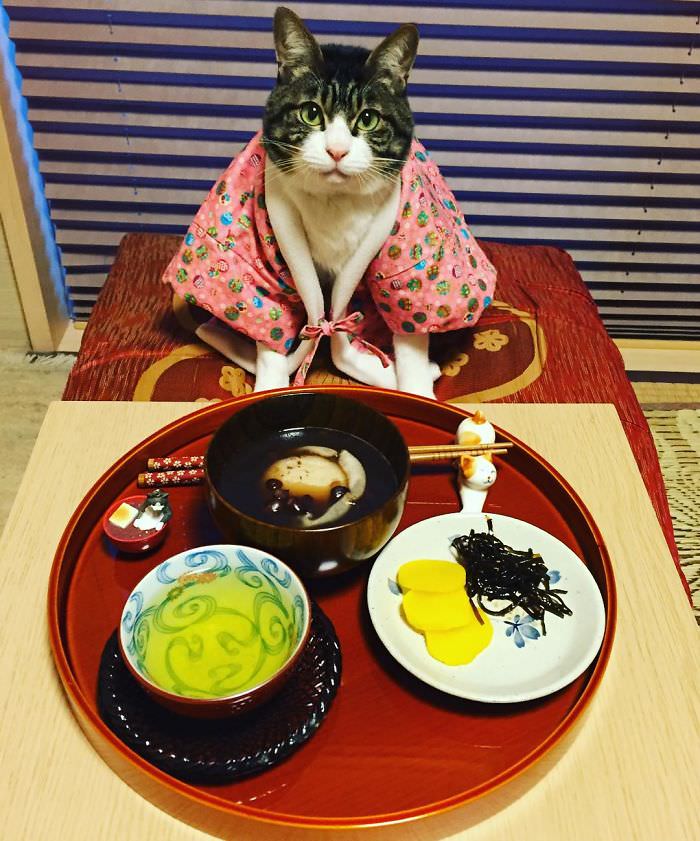 Cosplaying Cat Chef Dines With His Mom Every Night In Different Outfit (30 Pics)