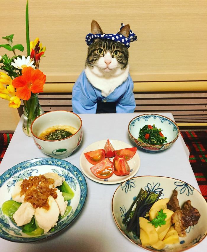 Cosplaying Cat Chef Dines With His Mom Every Night In Different Outfit (30 Pics)