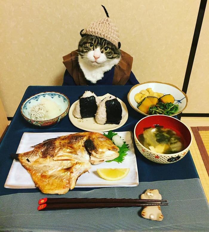 Cosplaying Cat Chef Dines With His Mom Every Night In Different Outfit (30 Pics)