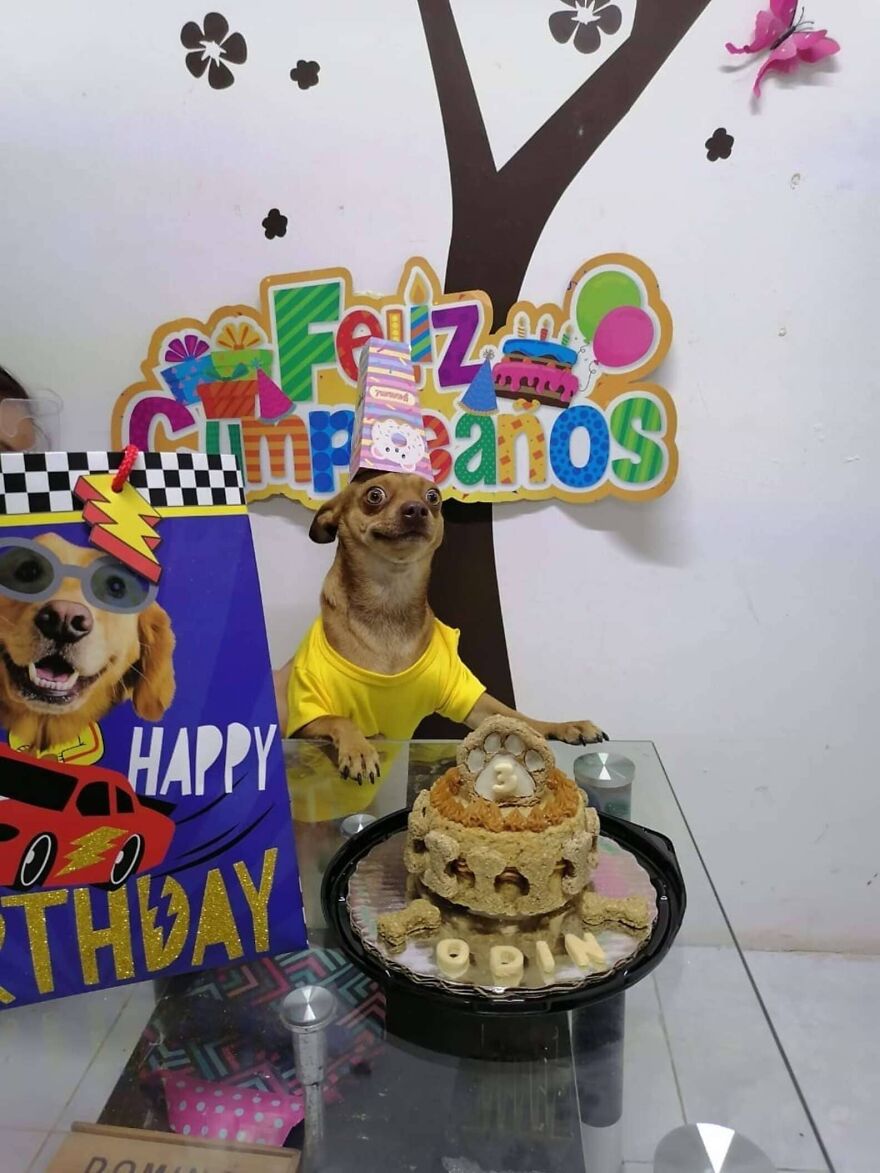 Meet Odin, An Adorable Dog Couldn’t Be Any Happier With His Own Surprise Party