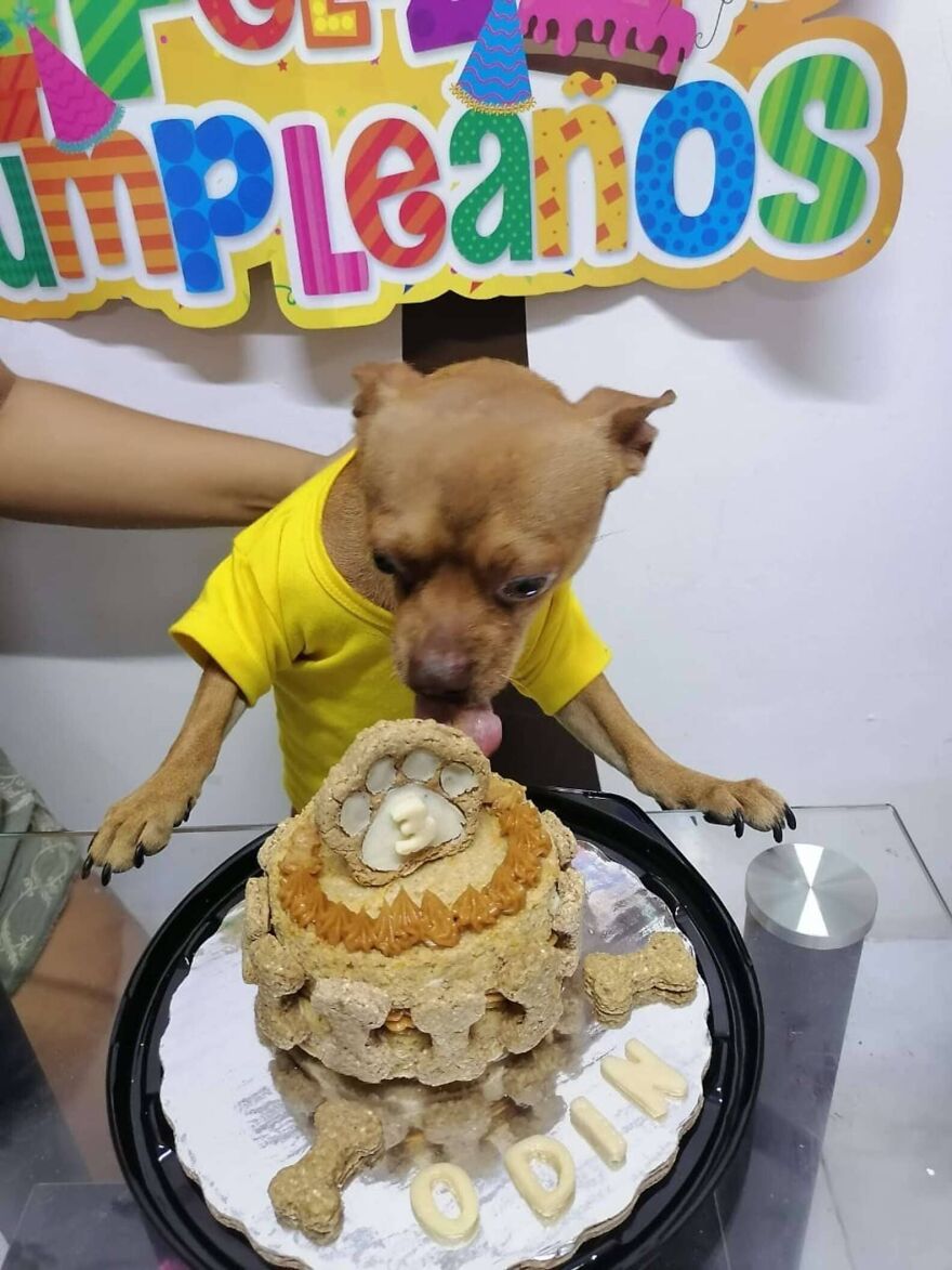 Meet Odin, An Adorable Dog Couldn’t Be Any Happier With His Own Surprise Party