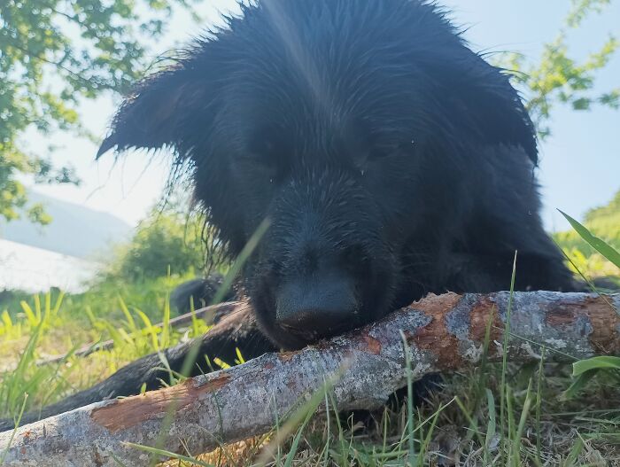 My Pupper Enjoying A Stick While Basking In The Sunlight